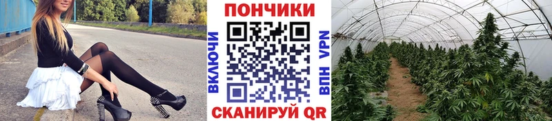 Канабис планчик  хочу наркоту  Вятские Поляны 